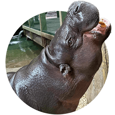 Pygmy hippo Kindia
