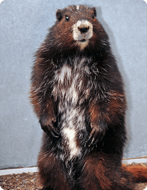 Marmot Standing