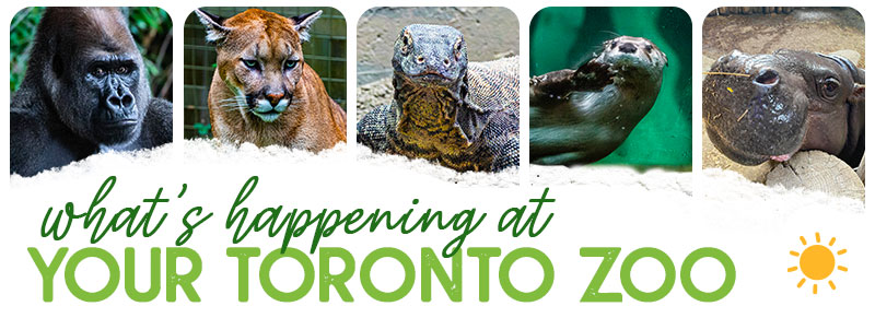 What's happening at your Toronto Zoo