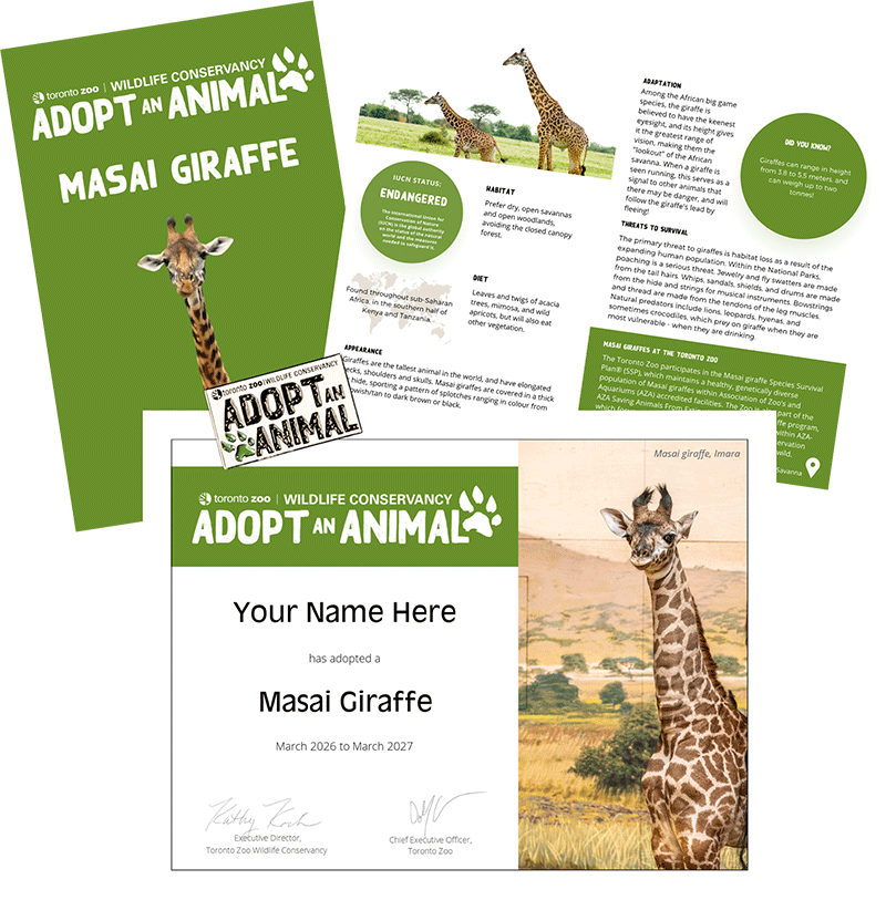 Adopt an Animal package contents pictured, including photos of a certifcate and write ups, with photos of giraffe, including baby giraffe Imara.