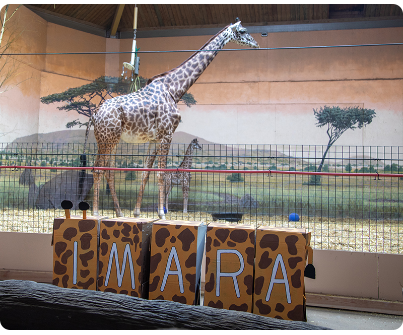 Giraffe Mstari and Imara standing in their habitat with name reveal sign.