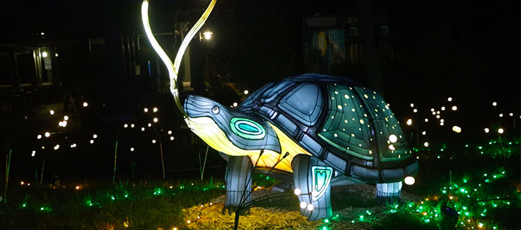 Blanding's turtle lantern glowing at night
