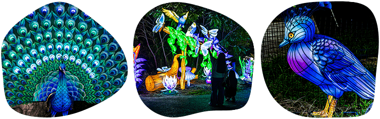 Various animal lanterns illuminated at night