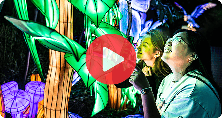 Watch a preview of Glow in the Wild