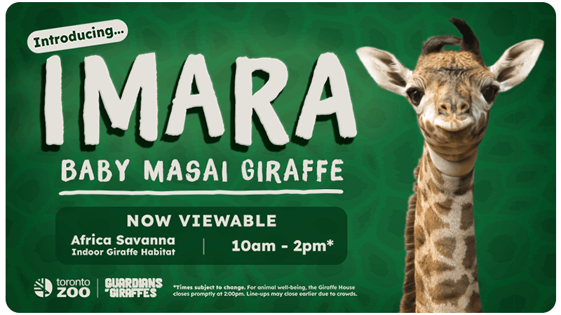 Introducing Imara the Baby Masai Giraffe!