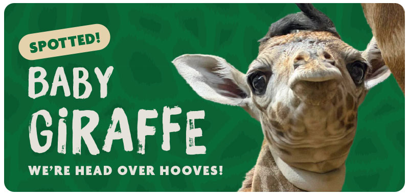 Baby Giraffe Spotted