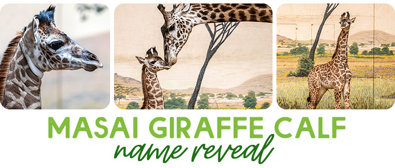Masai Giraffe Calf Name Reveal Public Announcement