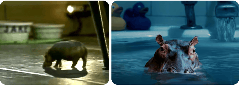 Thumbnails of previous house hippo commercials