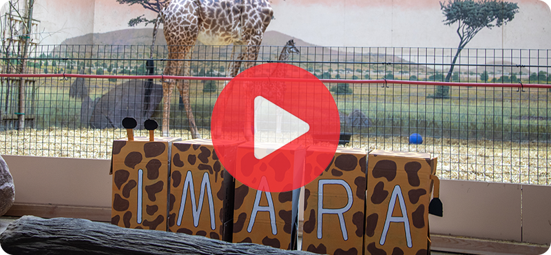 Video link to Giraffe Calf naming reveal.
