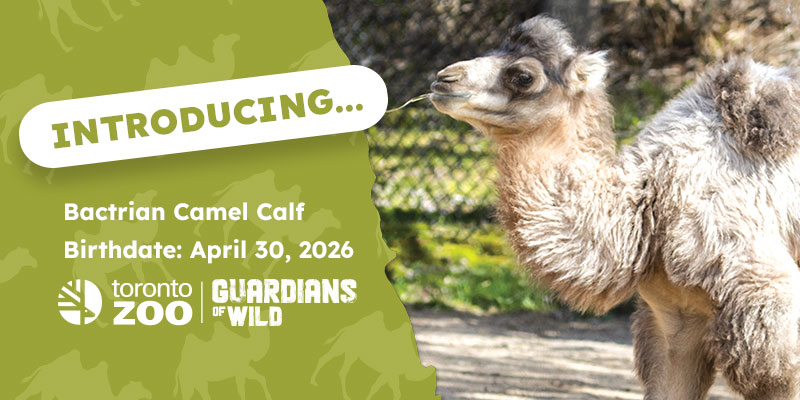 Introducing Bactrian Camel Calf...