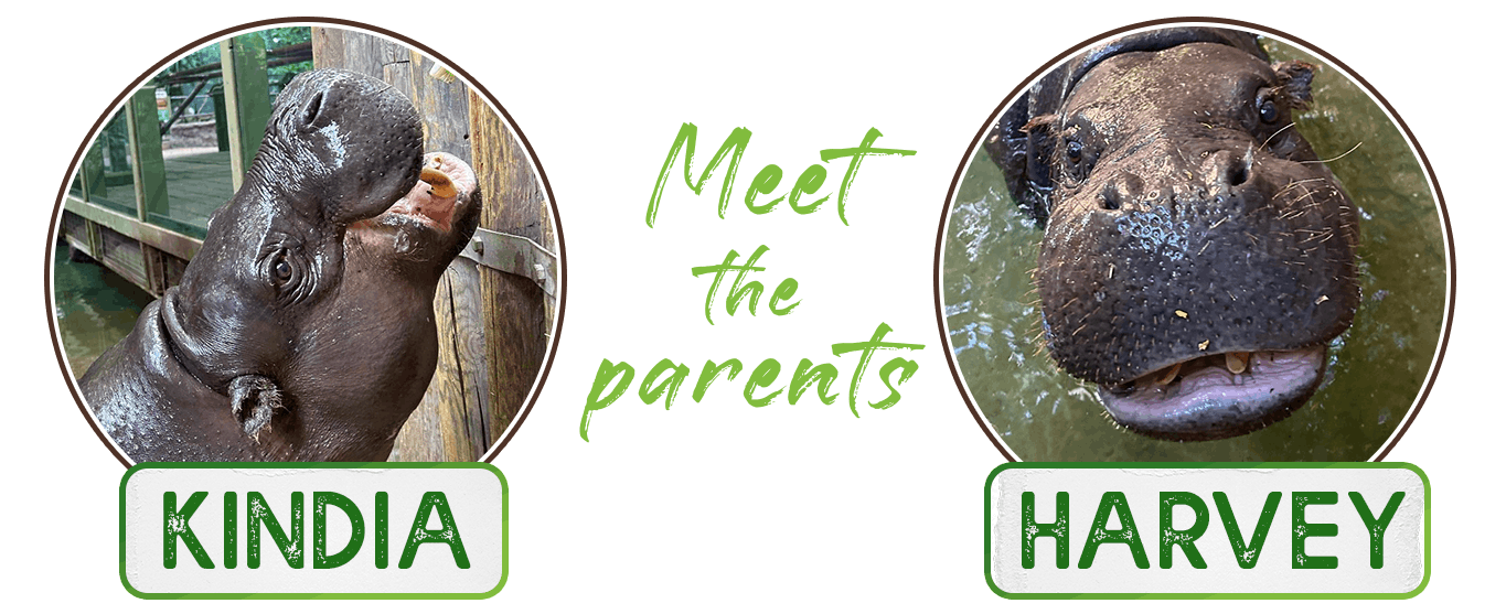 Meet the parents: Pygmy hippos Kindia and Harvey