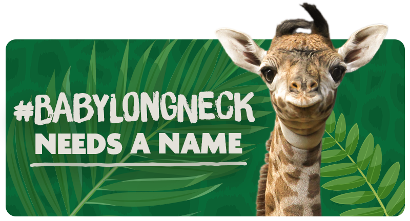 #babylongneck needs a name