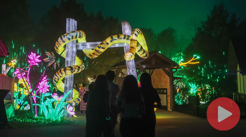 A giant illuminated yellow snake lantern
