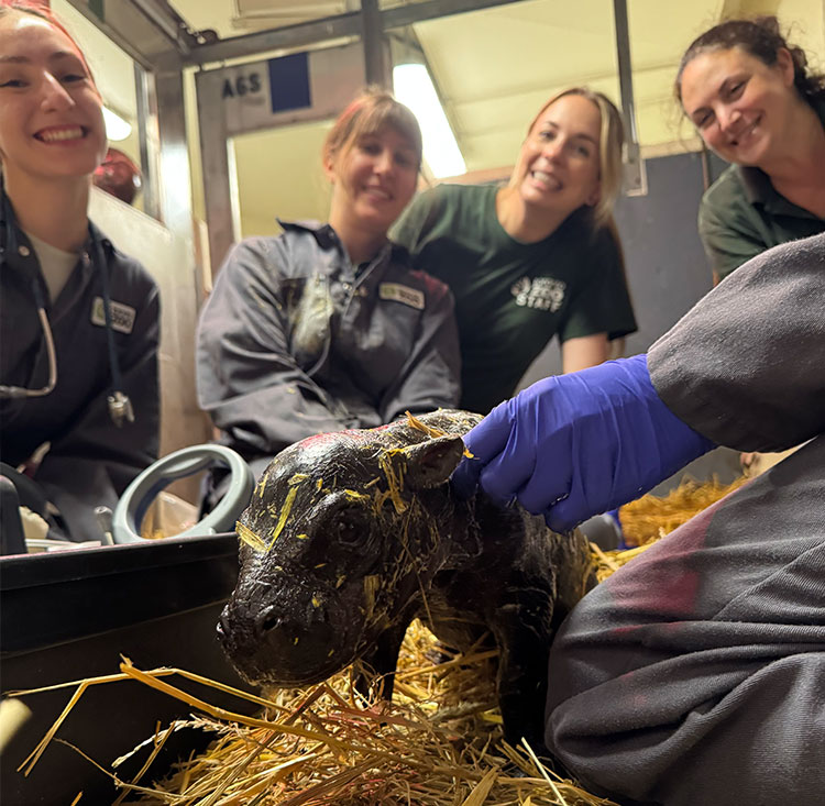 Image shows keepers smiling with baby pygmy hippo calf