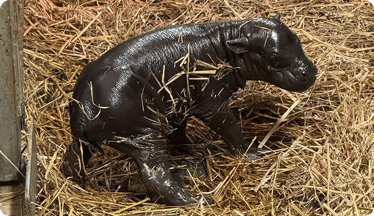 Pygmy hippo calf covered in hay