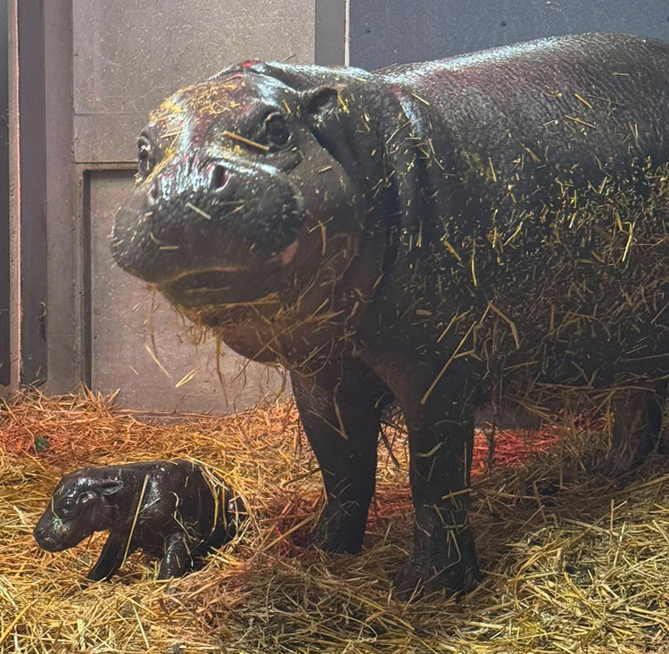 Pygmy hippo kindia with her calf