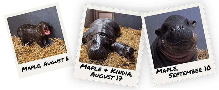 Polaroid pics of Maple growing up from birth