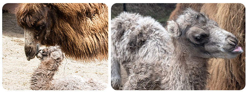 Sitting and standing pictures of the Backtrian camel Suria with her newborn baby
