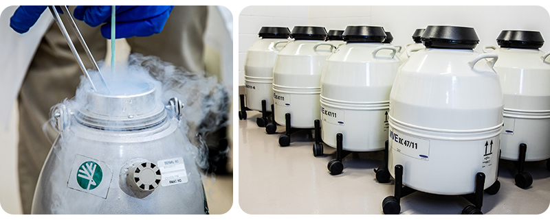 Repro cryo lab tanks