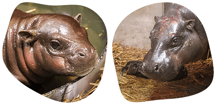 Pictures of pygmy hippo Kindia and Maple