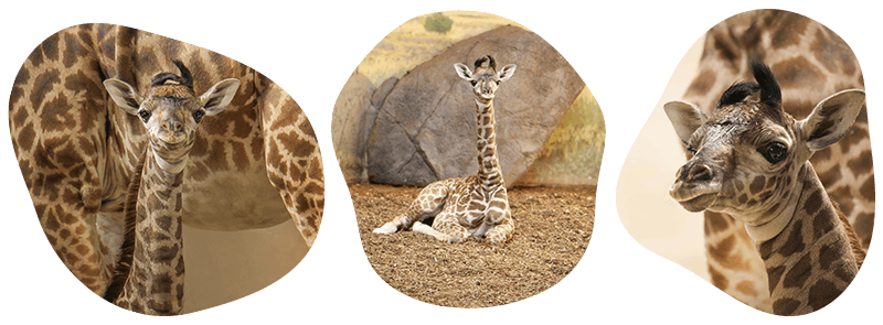 Giraffe calf photos of her standing, sitting and looking at the camera