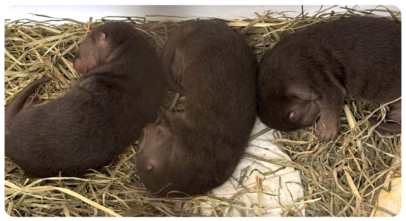 3 river otter pups sleeping