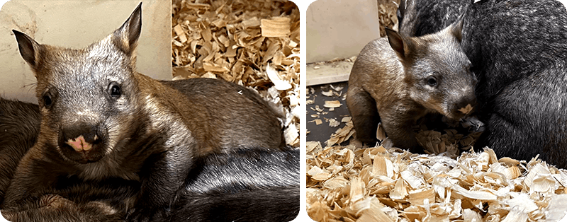 Various images of the wombat baby