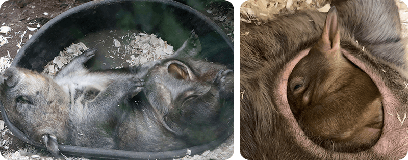 The wombat baby inside its mother's pouch