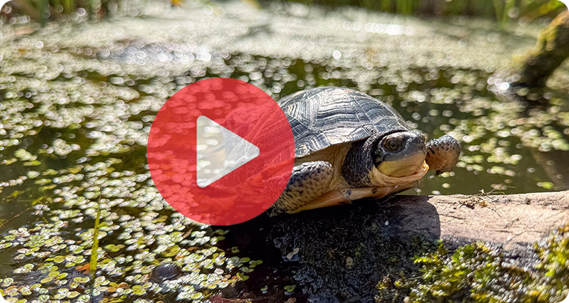 Video thumbnail of the 2026 Blanding's turtle release