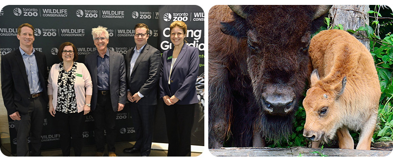 Group photo of TZWC team and Consecon foundation group. Second photo of wood bison with calf.