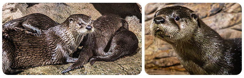 River otter Maybelle with her pups