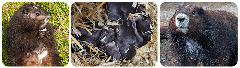 Various pictures of Vancouver marmots