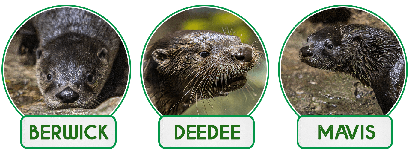 The River otters are named Berwick, Deedee and Mavis.