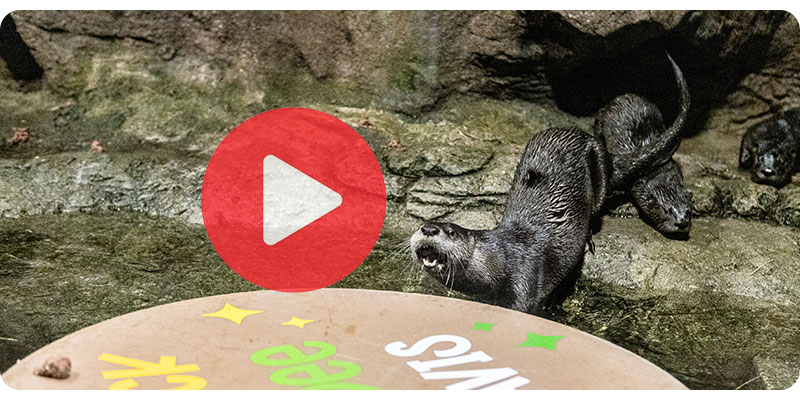 Video thumbnail of River otter pups name reveal