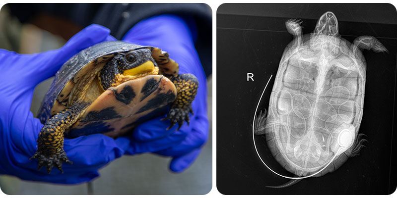 X-ray image of a pregnant Blanding's turtle.