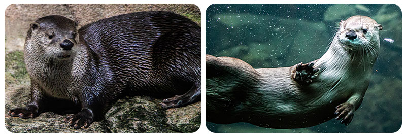 River Otter Maybelle on the left and RJ on the right.