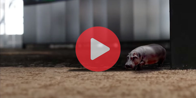 House hippo revealed to be the mystery animal at the CN Tower