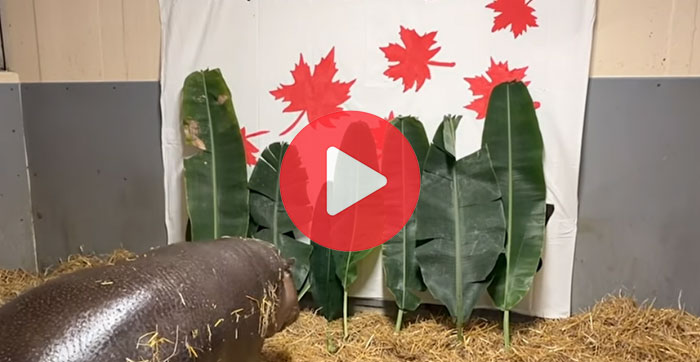 Watch the pygmy hippo calf name reveal