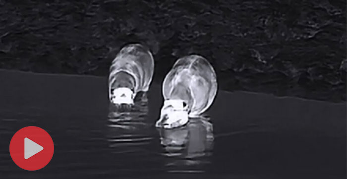Night vision footage of wild pygmy hippos