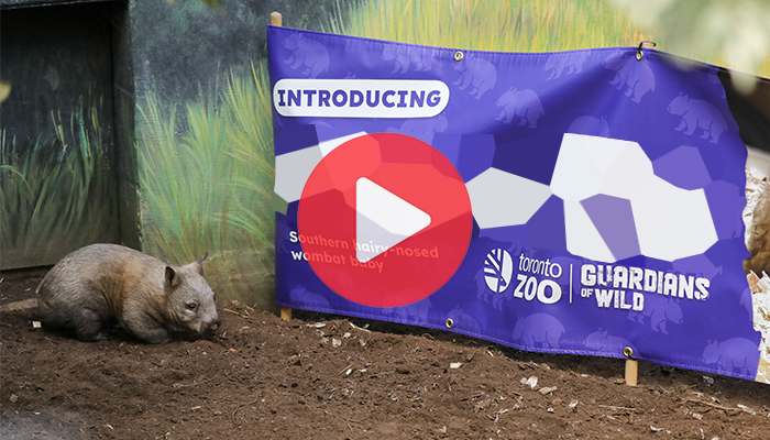 Video of the Wombat naming reveal