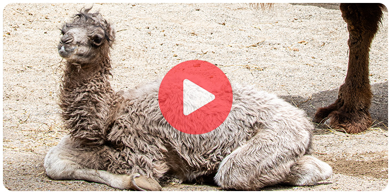 Backtrian camel calf sitting on the ground