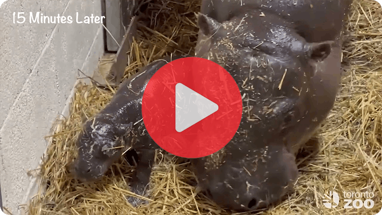 Watch a preview of the Pygmy hippo giving birth