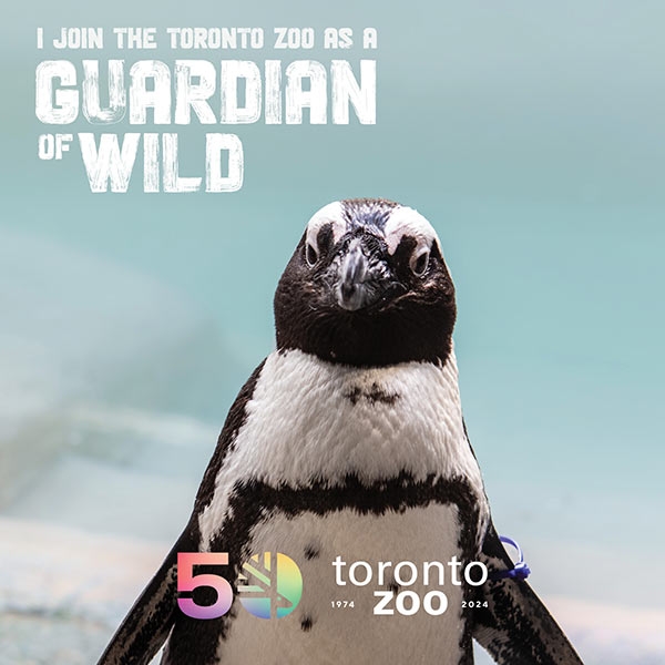Photo of an African penguin at the Toronto Zoo with a backdrop of water. Text on the image reads 'I join the Toronto Zoo as a Guardian of Wild'. The Toronto Zoo's 50th anniversary logo and the years '1974-2024' are displayed at the bottom right.