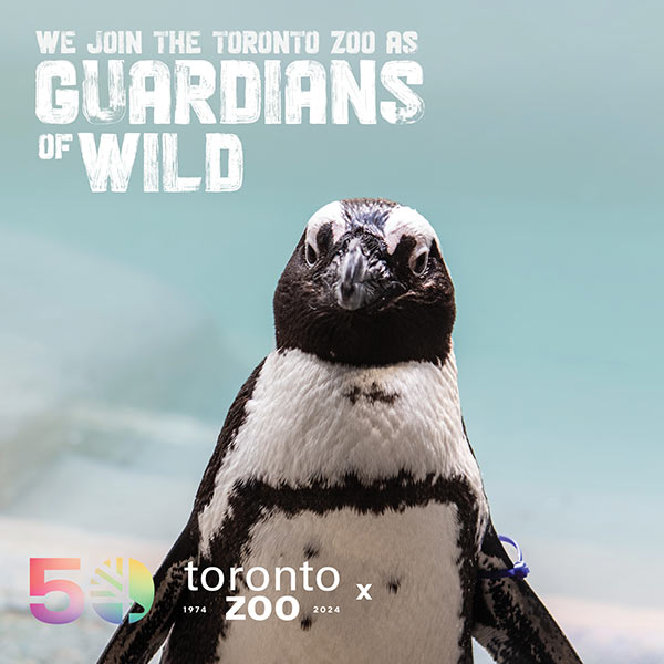 Photo of an African penguin at the Toronto Zoo with a backdrop of water. Text on the image reads 'We join the Toronto Zoo as Guardians of Wild'. The Toronto Zoo's 50th anniversary logo and the years '1974-2024' are displayed at the bottom right.