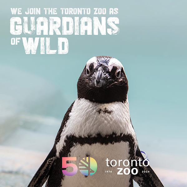 Photo of an African penguin at the Toronto Zoo with a backdrop of water. Text on the image reads 'We join the Toronto Zoo as Guardians of Wild'. The Toronto Zoo's 50th anniversary logo and the years '1974-2024' are displayed at the bottom right.