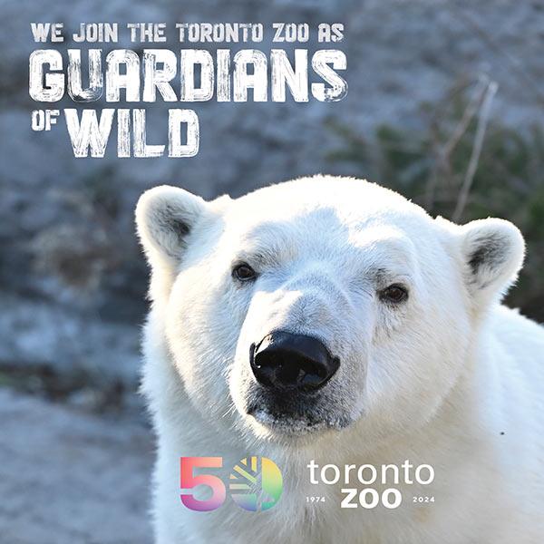 Photo of a polar bear at the Toronto Zoo with a backdrop of grass. Text on the image reads 'We join the Toronto Zoo as Guardians of Wild'. The Toronto Zoo's 50th anniversary logo and the years '1974-2024' are displayed at the bottom right.