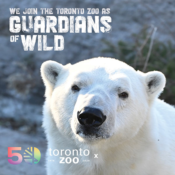 Photo of a polar bear at the Toronto Zoo with a backdrop of grass. Text on the image reads 'We join the Toronto Zoo as Guardians of Wild'. The Toronto Zoo's 50th anniversary logo and the years '1974-2024' are displayed at the bottom right.