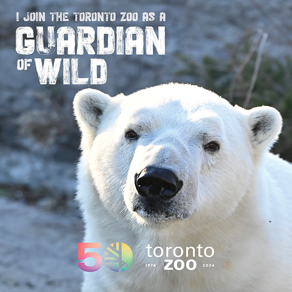 Photo of a polar bear at the Toronto Zoo with a backdrop of grass. Text on the image reads 'I join the Toronto Zoo as a Guardian of Wild'. The Toronto Zoo's 50th anniversary logo and the years '1974-2024' are displayed at the bottom right.