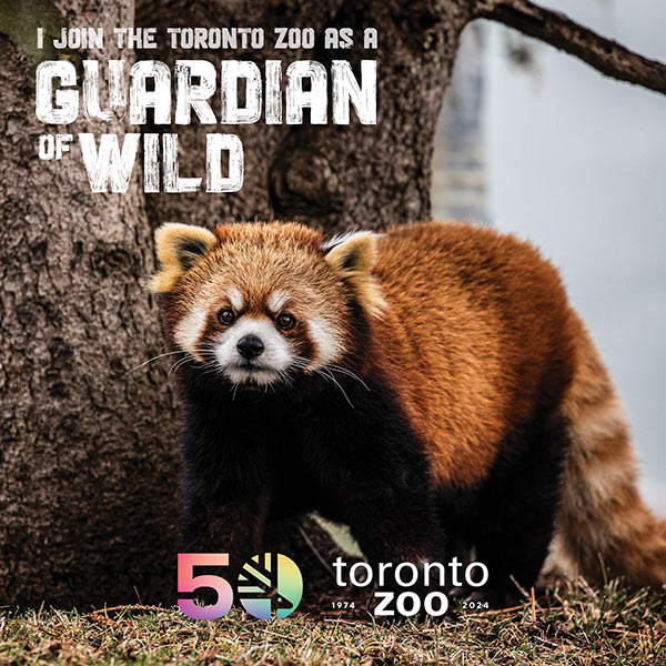 Photo of a red panda standing on grass in front of a tree. Text on the image reads 'I join the Toronto Zoo as a Guardian of Wild'. The Toronto Zoo's 50th anniversary logo and the years '1974-2024' are displayed at the bottom right.
