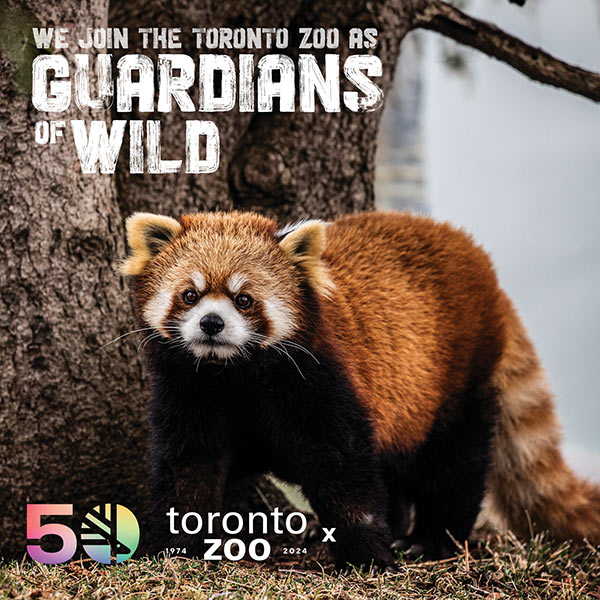 Photo of a red panda standing on grass in front of a tree. Text on the image reads 'We join the Toronto Zoo as Guardians of Wild'. The Toronto Zoo's 50th anniversary logo and the years '1974-2024' are displayed at the bottom right.